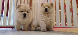 Cream Golden Chow Chow Puppies for Sale in Dubai | Buy Cream Golden Chow Chow Puppies Online | Order Cream Golden Chow Chow Puppies Online
