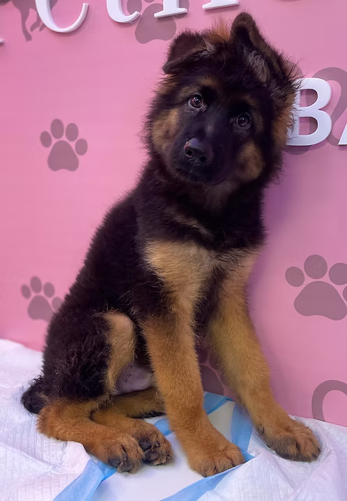 36d80e_830131cf20a5401594ef5c943441431a~mv2 (2) King Size German Shepherd Puppy Male for Sale in Dubai | Buy King Size German Shepherd Puppy Online | Order King Size German Shepherd Puppy Online