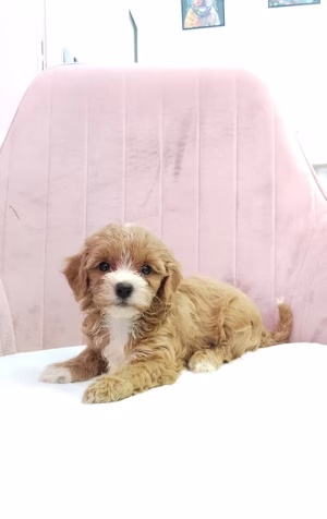 Apricot White Maltipoo Puppy