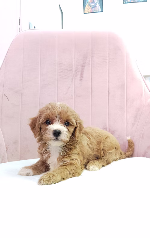 Apricot White Maltipoo Puppy