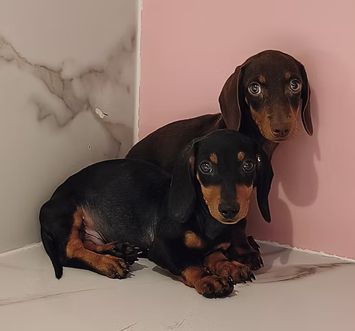 36d80e_84f839878e004b1eab2dfebd174473db~mv2 Chocolate Brown Miniature Dachshund Puppies
