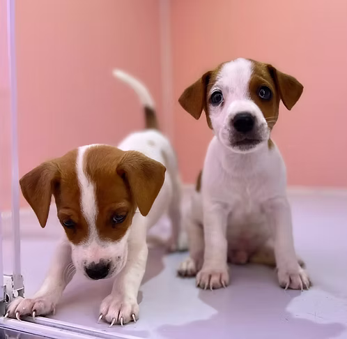 Jack Russell Puppy White & Black for Sale in Dubai | Buy Jack Russell Puppy White & Black Online | Order Jack Russell Puppy White & Black Online