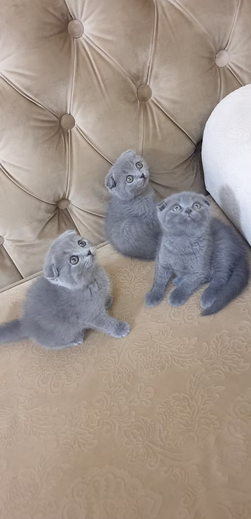 Grey Scottish Fold Kitten Trio for Sale in Dubai | Buy Grey Scottish Fold Kitten Trio | Order Grey Scottish Fold Kitten Trio Online