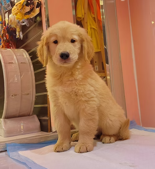 36d80e_89ece01402c7484a89eada54f9f94cf1~mv2 Indoor Golden Retriever for Sale in Dubai | Buy Indoor Golden Retriever Online | Order Indoor Golden Retriever Online | Where To Buy Indoor Golden Retriever