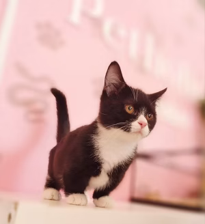36d80e_8aeba9973e7e40a8a5525fa9eaa868f9~mv2 Black & White Munchkin Kitten | Where To Buy Black & White Munchkin Kitten | Order Black & White Munchkin Kitten | Black & White Munchkin Kitten For Sale