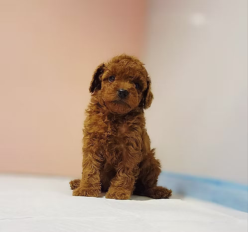 36d80e_8ba94f184a1c4ad78c743f6b36a18e53~mv2 (2) Brown Teacup Poodle Puppy for Sale in Dubai | Buy Brown Teacup Poodle Puppy Online | Order Brown Teacup Poodle Puppy Online