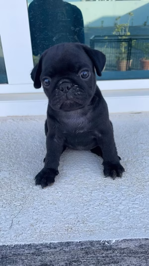 36d80e_8c490cae6529484cab1dcb1813be2bcc~mv2 Black pug puppy available