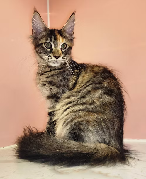 Grey Tabby Maine Coon Kittens | Buy Grey Tabby Maine Coon Kittens Online | Where To Buy Grey Tabby Maine Coon Kittens Online