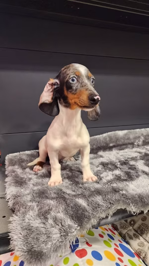 36d80e_8ccf62517f714d20aadbcede98c4e6f0~mv2 (1) Merle Exotic Dachshund Puppies for Sale in Dubai | Buy Merle Exotic Dachshund Puppies Online | Order Merle Exotic Dachshund Puppies Online