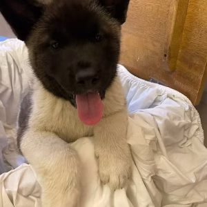 Black and White Americian Akita Female
