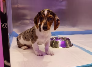 36d80e_8ee4fff3b7394387988815e544d2ef4b~mv2 (1) Exotic Merle Dachshund Puppy | Buy Exotic Merle Dachshund Puppy Online | Exotic Merle Dachshund Puppy For Sale | Where To Buy Exotic Merle Dachshund Puppy