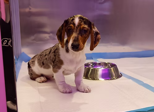 36d80e_8ee4fff3b7394387988815e544d2ef4b~mv2 Exotic Merle Dachshund Puppy Online | Buy Exotic Merle Dachshund Puppy | Order Exotic Merle Dachshund Puppy | Where To Buy Exotic Merle Dachshund Puppy