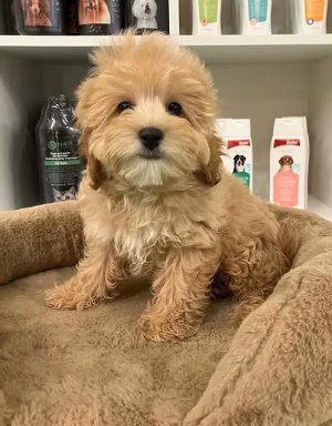 36d80e_8fa20853d1df4ab4b5c1bbffa9e4ab42~mv2 (1) Golden Apricot Female Maltipoo Puppy