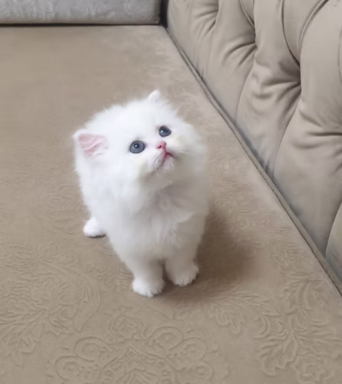 White Persian kittens available | Buy White Persian kittens available | Order White Persian kittens available | White Persian kittens available For Sale