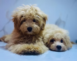 36d80e_94bb2ce1f3c84e90888f53fb458d76be~mv2 (1) Golden Shaggy Maltipoo Puppy | Buy Golden Shaggy Maltipoo Puppy | Order Golden Shaggy Maltipoo Puppy Online | Golden Shaggy Maltipoo Puppy For Sale Online