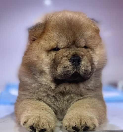 36d80e_94ff2b91b89e45d5a1ab6596ea7509fa~mv2 (1) Brown Tan Chow Chow Puppy for Sale in Dubai | Buy Brown Tan Chow Chow Puppy Online | rder Brown Tan Chow Chow Puppy Online