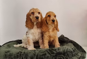 36d80e_987f2f0a204b4766b84922f9fa8612ce~mv2 English cockier spaniel Puppies