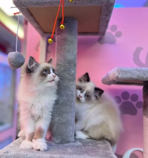 36d80e_988b8364062e4c0d96d8c42bf8a937ae~mv2 Seal Point Ragdoll Kittens