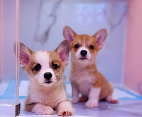 36d80e_98c4d1a6911440a28b99ca5b460a9b88~mv2 (1) Pembroke Welsh Corgi Puppies | Buy Pembroke Welsh Corgi Puppies Online | Order Pembroke Welsh Corgi Puppies Online | Pembroke Welsh Corgi Puppies For Sale