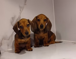 36d80e_99807e45b8894c3abb2d7e13a3fa04db~mv2 Brown Tan Dachshund Puppies for Sale in Dubai | Buy Brown Tan Dachshund Puppies Online | Order Brown Tan Dachshund Puppies Online