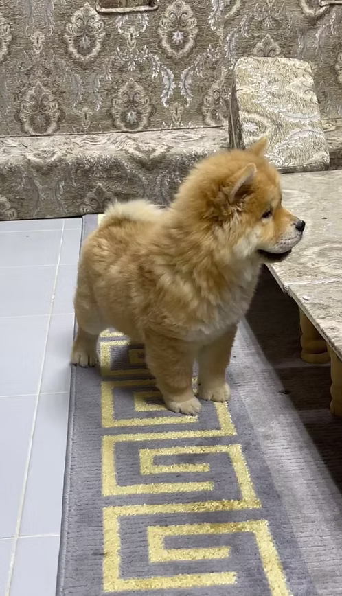 36d80e_998dae157cfc41a7807b496e60318144~mv2 Cream Chow Chow Female Puppy for Sale in Dubai | Buy Cream Chow Chow Female Puppy Online | Order Cream Chow Chow Female Puppy Online