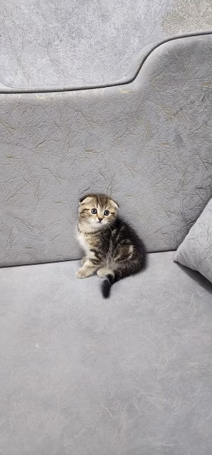 Tabby Scottish Fold Kitten | Buy Tabby Scottish Fold Kitten Online | Where To Buy Tabby Scottish Fold Kitten Online | Order Tabby Scottish Fold Kitten