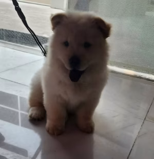 36d80e_9e0785a8fa154284b39a758f215edebf~mv2 (2) Brown Chow Chow Female Puppy for Sale in Dubai | Buy Brown Chow Chow Female Puppy Online | Where To Buy Brown Chow Chow Female Puppy Online