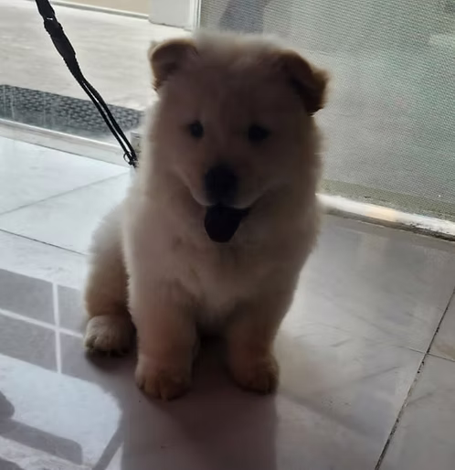 Brown Chow Chow Female Puppy for Sale in Dubai | Buy Brown Chow Chow Female Puppy Online | Where To Buy Brown Chow Chow Female Puppy Online