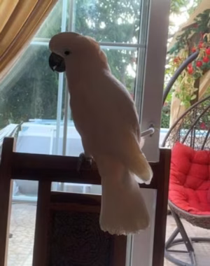 36d80e_9e8e457179564ac4b039e3855b09289f~mv2 (1) Moluccan cockatoo Parrot | Buy Moluccan cockatoo Parrot Online | Moluccan cockatoo Parrot For Sale Online | Order Moluccan cockatoo Parrot Online