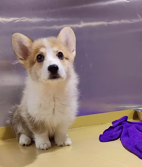 Welsh Corgi Male Puppy