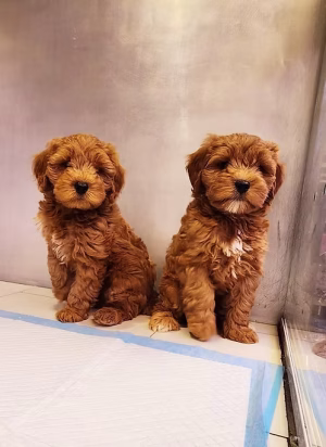 36d80e_a1768bf8785844ceb964219eb00bda5b~mv2 Apricot Cavapoo Puppy Pair for Sale in Dubai