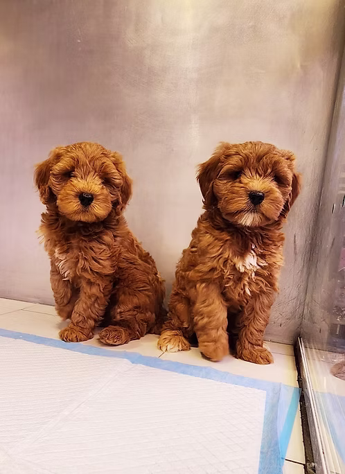 36d80e_a1768bf8785844ceb964219eb00bda5b~mv2 Apricot Cavapoo Puppy Pair for Sale in Dubai