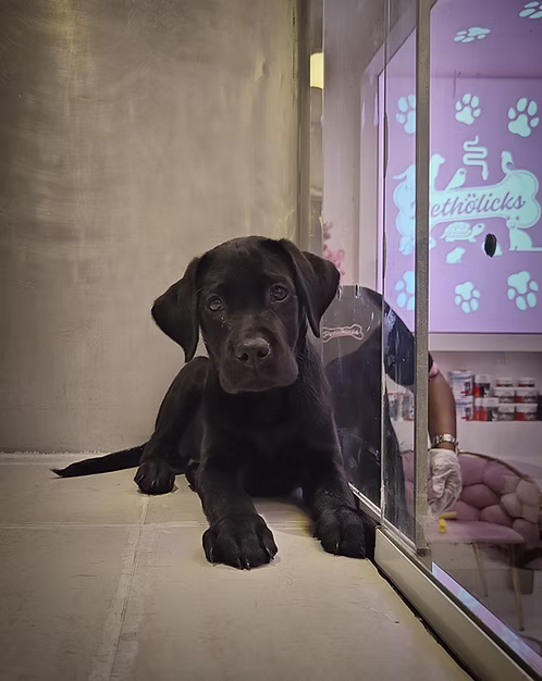 Black Labrador Male Puppy