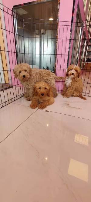 36d80e_a4aad3912a88486198c579ee6901b929~mv2 (1) Cocapoo Puppy