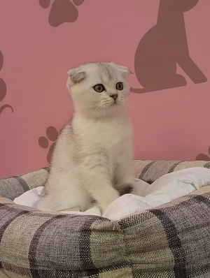 White Scottish Fold Kitten | Buy White Scottish Fold Kitten Online | Where To Buy White Scottish Fold Kitten Online | Order White Scottish Fold Kitten