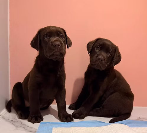 36d80e_a819121d97604a47af06a7f04090dc5d~mv2 (3) Chocolate labrador Puppies | Buy Chocolate labrador Puppies | Where To Buy Chocolate labrador Puppies Online | Order Chocolate labrador Puppies Online