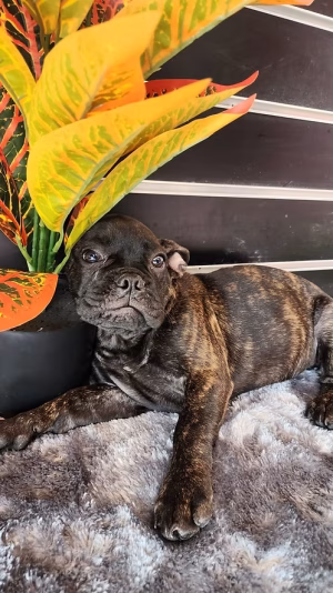 36d80e_a8a8cac7dde04023a1ea4c787d054440~mv2 French Bulldog Puppy | Buy French Bulldog Puppy Online | Order French Bulldog Puppy Online | French Bulldog Puppy For Sale Online