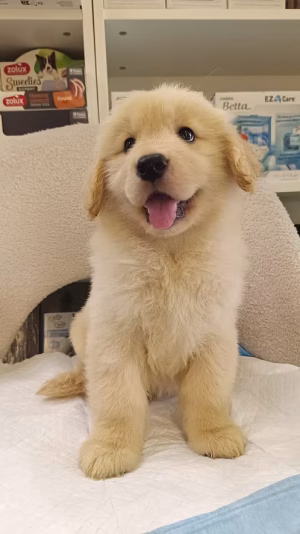Cream Golden Retriever Puppy for Sale in Dubai | Buy Cream Golden Retriever Puppy Online | Order Cream Golden Retriever Puppy Online
