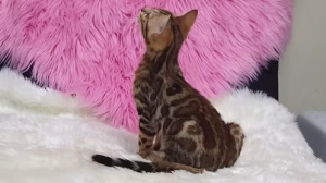 36d80e_af6c5fa0ff3b447499d0990b033b694b~mv2 Female Bengal kitten | Buy Female Bengal kitten Online | Order Female Bengal kitten Online | Female Bengal kitten For Sale Online