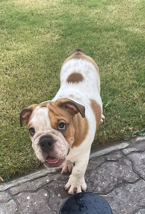 36d80e_afa07b9cf8474a5a92a3cc479790bc4e~mv2 White & Brindle English Bulldog Puppies for Sale in Dubai | Buy White & Brindle English Bulldog Puppies Online | White & Brindle English Bulldog Puppies