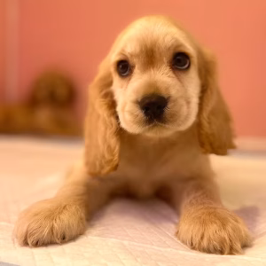 Cockier Spaniel Online