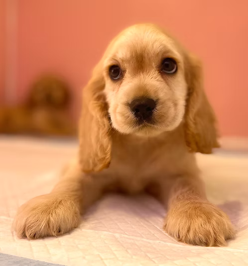 36d80e_b0e5a3f86bf541c0b315976523126c8d~mv2 (1) Cockier Spaniel Online | Buy Cockier Spaniel Online | Order Cockier Spaniel Online | Where To Buy Cockier Spaniel Online | Cockier Spaniel For Sale Online