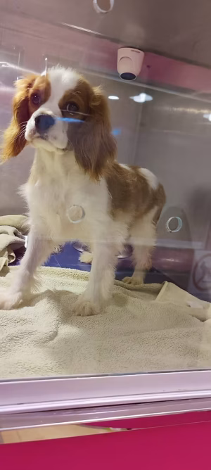 Black & Tan King Charles Cavalier Puppy for Sale in Dubai