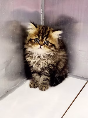36d80e_b2ea1d4de1e14f39bce7262d2ebc7e50~mv2 (2) Golden Tabby Siberian Kitten for Sale in Dubai | Order Golden Tabby Siberian Kitten Online | Golden Tabby Siberian Kitten For Sale Online