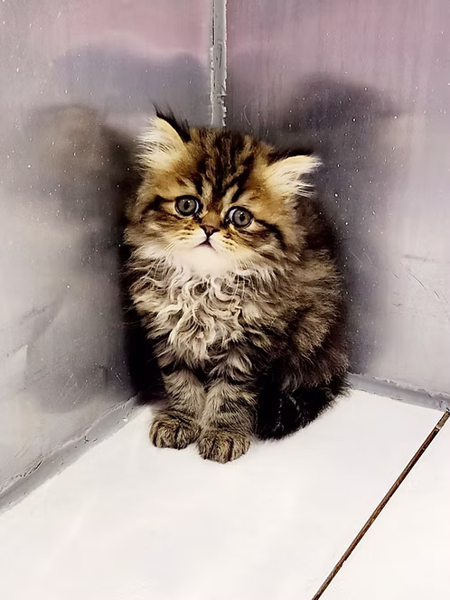 Golden Tabby Siberian Kitten for Sale in Dubai | Order Golden Tabby Siberian Kitten Online | Golden Tabby Siberian Kitten For Sale Online