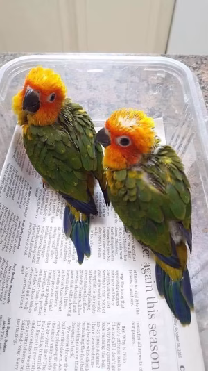 36d80e_b357a2f9296549178bdb29d889682d01~mv2 Handtame sun conure chicks | Buy Handtame sun conure chicks | Handtame sun conure chicks For Sale | Order Handtame sun conure chicks Online