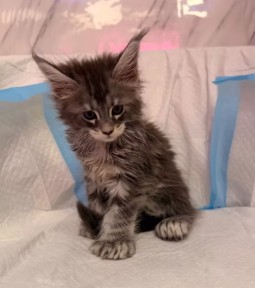 Mainecoon Kitten | Buy Mainecoon Kitten Online | Order Mainecoon Kitten Online | Mainecoon Kitten For Sale Online | Where To Buy Mainecoon Kitten Online