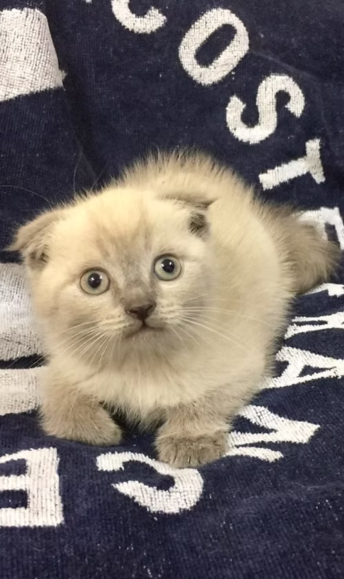 Scottish Fold Cream Point | Buy Scottish Fold Cream Point Online | Scottish Fold Cream Point For Sale Online | Order Scottish Fold Cream Point Online