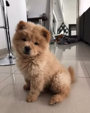 36d80e_b4959efc5e0c4b24acf1d6a9add6c1f7~mv2 (1) Chowchow Puppies Available | Buy Chowchow Puppies Available Online | Order Chowchow Puppies Available Online | Chowchow Puppies Available For Sale Online