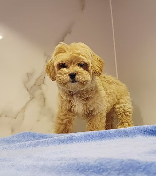 36d80e_b73a8c57c7454082b9ca969d898a5c7c~mv2 Champagne Cream Maltipoo Puppy | Buy Champagne Cream Maltipoo Puppy Online | Order Champagne Cream Maltipoo Puppy | Champagne Cream Maltipoo Puppy For Sale